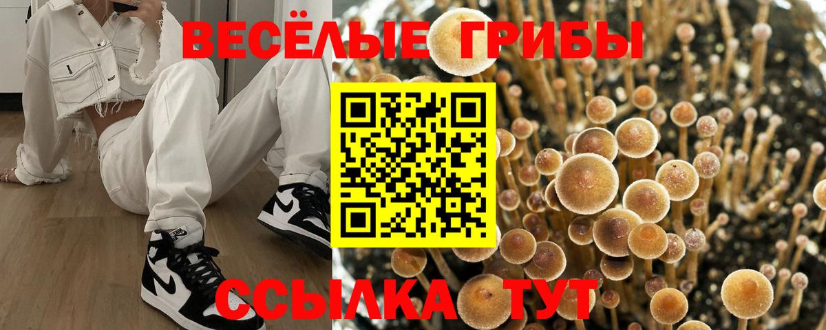 Псилоцибиновые грибы Psilocybine cubensis Новошахтинск